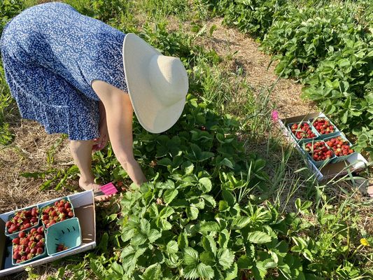 PYO strawberries