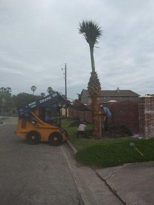 Palm tree installation specialist