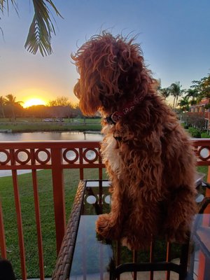 Sunsets and pet friendly