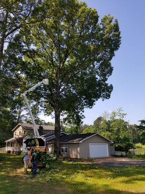 Large oak tree we took out