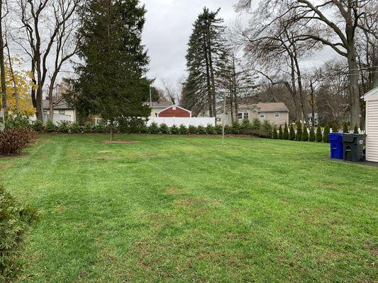 Green giant arborvitae's planting Fairfield