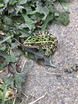 Cute tree frog we escorted out of the game room