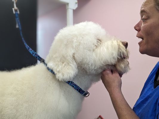 grooming a dog