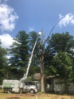 Dead oak removal. Saftey is our top priority.