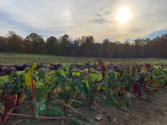 Organic NJ rainbow chard