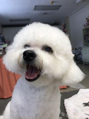 Silly bichon, being silly for the camera!