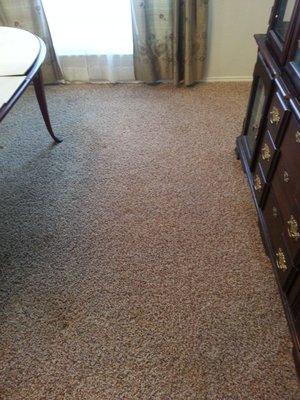 AFTER - pet stains treated and removed from carpets