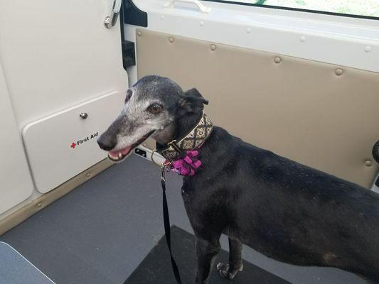 I have a super sweet spot for older pups. Beautiful greyhound girl 3