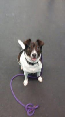 My little guy waiting for his next exercise.