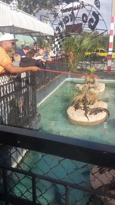 An adult reaching out a good ways to feed the gators.