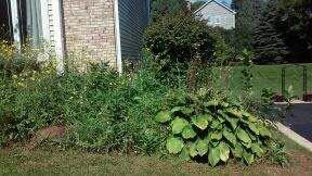 Residential Overgrown Shrubs: BEFORE CLEANUP