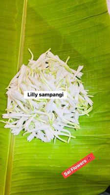 lily Sampangi