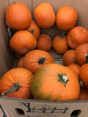 pumpkins for 2.49