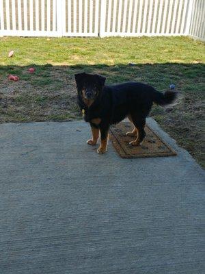 Josie Girl loving life in her backyard.