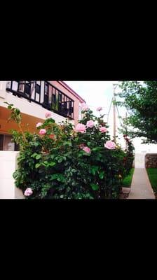 Roses in the Courtyard