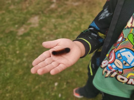 Woolly bear