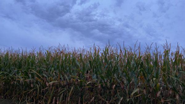 Cornfield