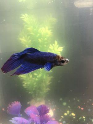 My blue male betta