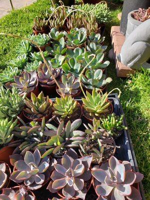 Eliz' Succulents  orgullosamente sembradas y  Crecidas  en casa!!