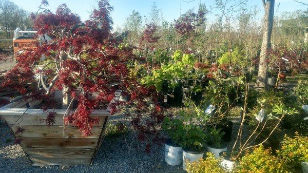 Guite Nursery & Landscape