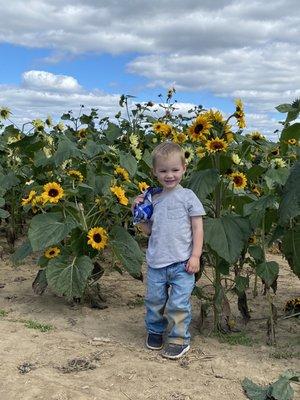 Sunflower field