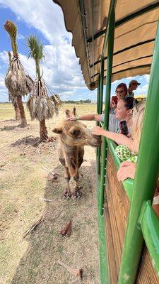 Safari Tour