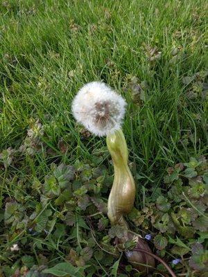 Mutant dandelion