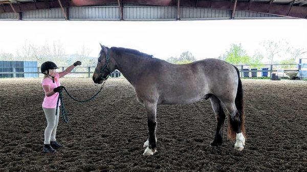 Students learn how to present their horses for halter classes.