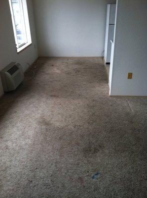 (BEFORE) Heavy soiled carpet