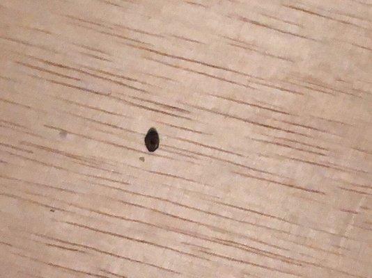 Bed bug on the furniture of a tenant moving in