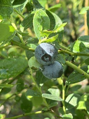 Irv's Sweetberry Farm