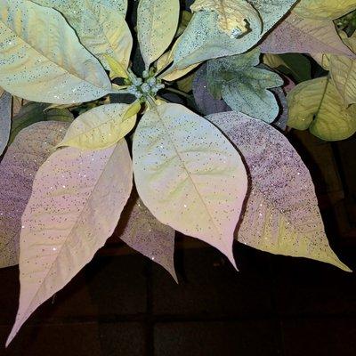 This is a real pointsettia!