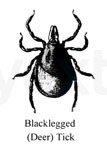 Tick and Flea Control Programs