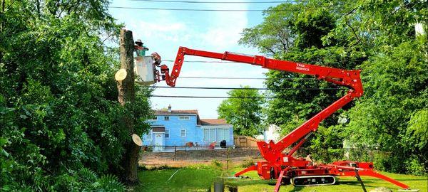 spider tree lift