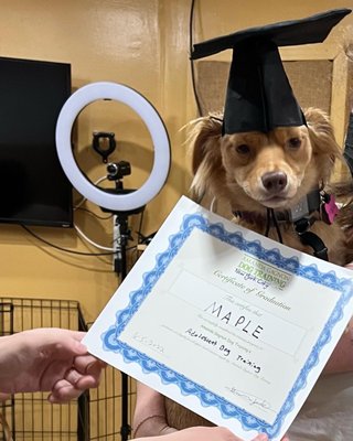 Maple graduated Adolescent dog training class!