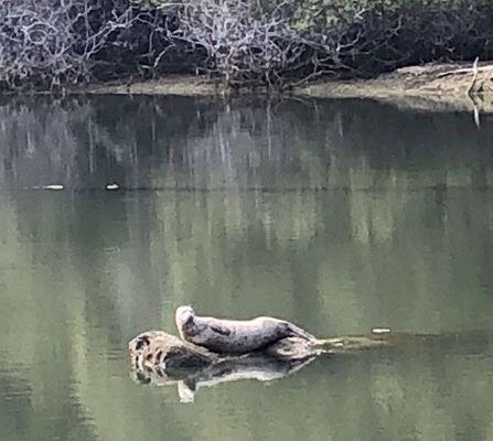 Seal in the river we could see from our site