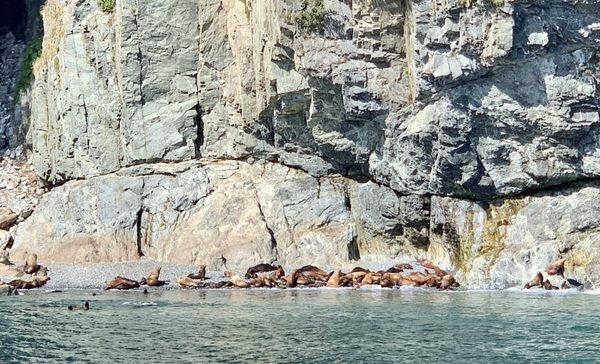 Sea lions hanging out by the shore.