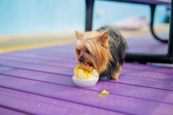 Pup cups for your furry friends.