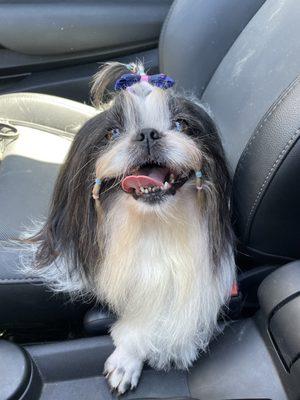 My beautiful dog boba after one of his many haircuts and style. He's been coming here for 2 years :)