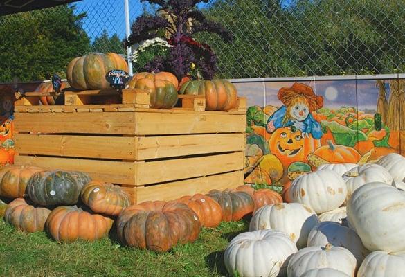 Locally grown pumpkins in our pumpkin patch.  Join us for our fall festival "Hootenanny" with games, music, and lots of samples!