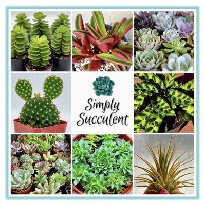 Variety of succulents for sale