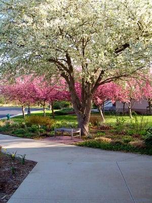 Spring at Windsor Oaks