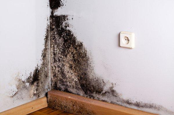 Mold Damage Public Adjuster Services