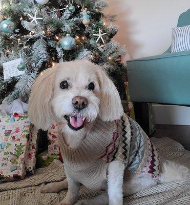 All pretty up for holiday photo shoot! Thanks to Elizabeth, the best groomer ever!