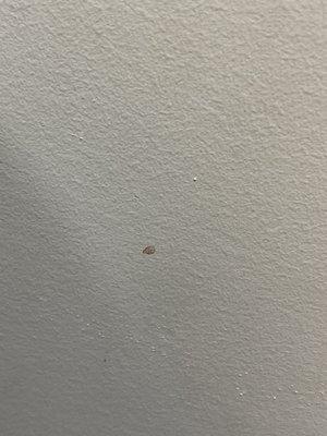 Dried blood on the wall in the exam room