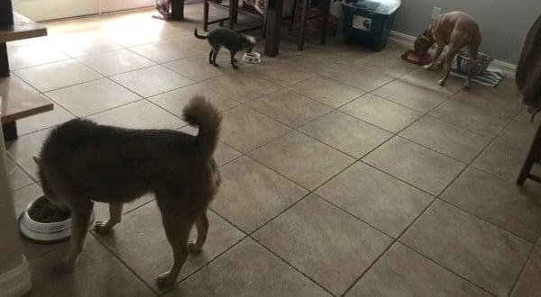 All three dogs eating together, and on cue.