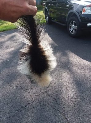 Little Guy Baby Skunk