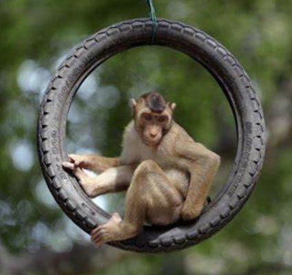 Tire Monkey