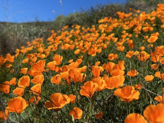 beautiful poppies