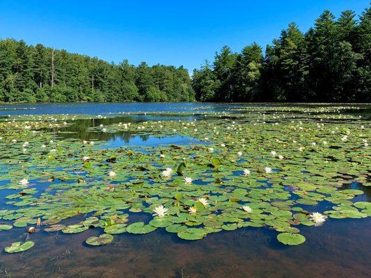 Lily pads in bloom on Highland Lake